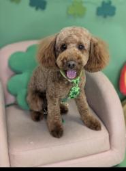Lost Male Dog last seen Davis mill , Dallas, GA 30157