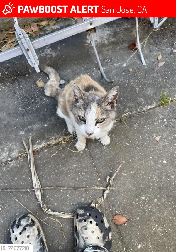 Lost Female Cat last seen Sleepy hollow ln , San Jose, CA 95116