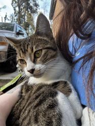 Found/Stray Male Cat last seen Blair stone rd, Tallahassee, FL 32301