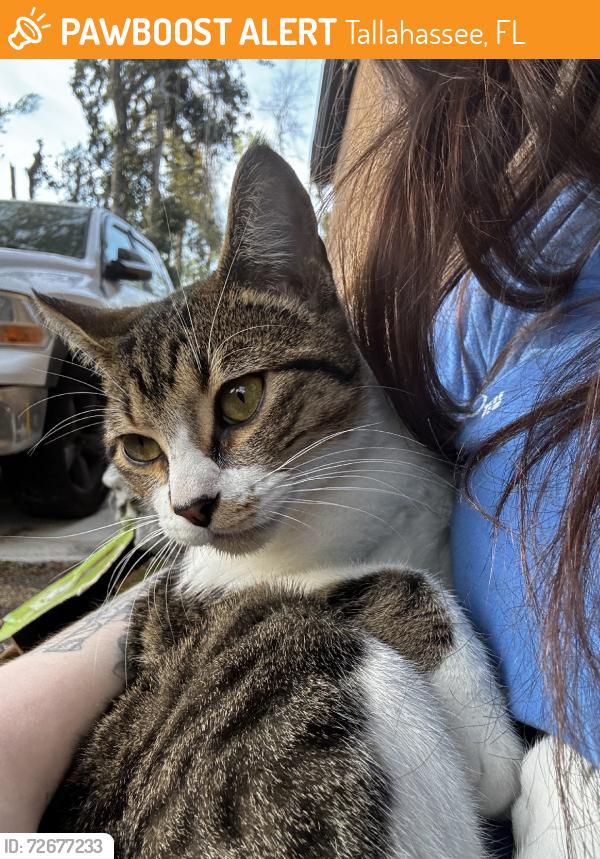 Found/Stray Male Cat last seen Blair stone rd, Tallahassee, FL 32301
