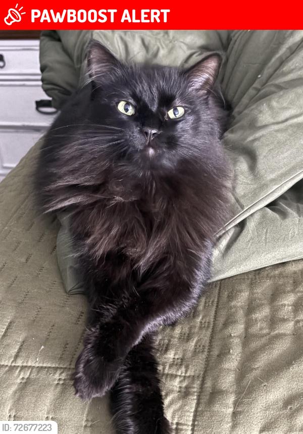 Lost Female Cat last seen Shadwell ave./ Citrus ave. , Canaveral Groves, FL 32926