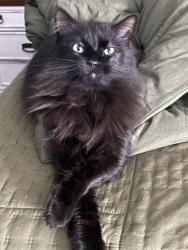 Lost Female Cat last seen Shadwell ave./ Citrus ave. , Canaveral Groves, FL 32926