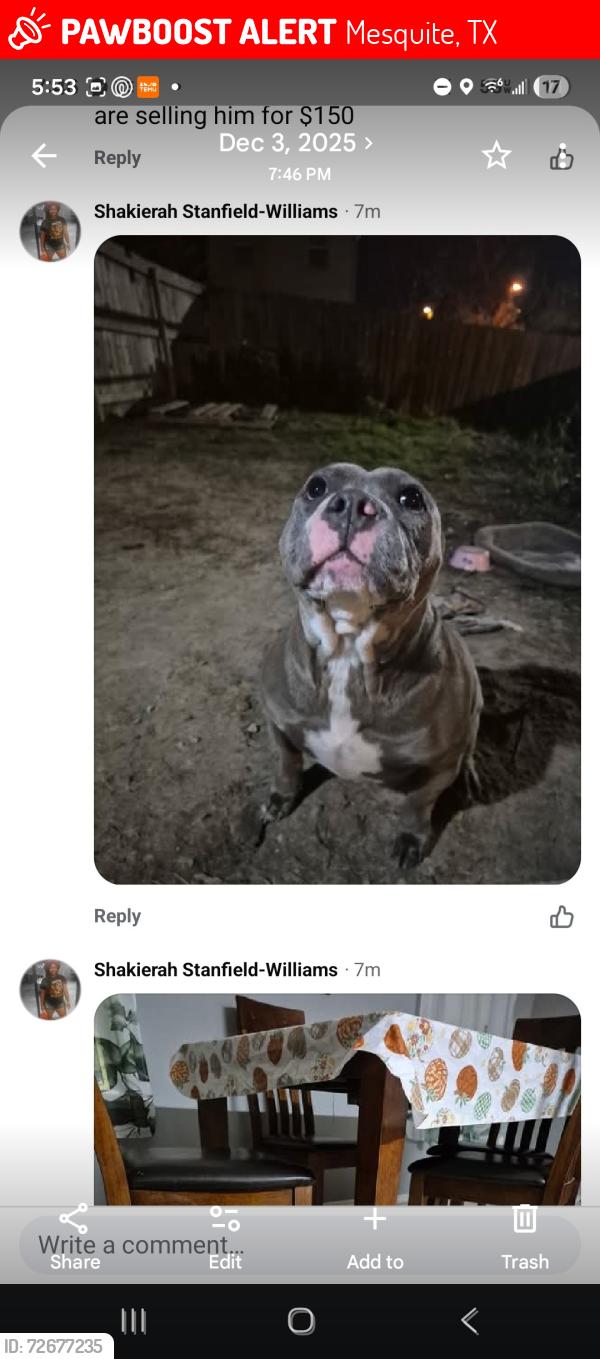 Lost Female Dog last seen Clay Mathis , Mesquite, TX 75181