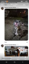 Lost Female Dog last seen Clay Mathis , Mesquite, TX 75181