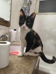 Lost Female Cat last seen La palma & fairview street in anaheim near john marshall park, Anaheim, CA 92801