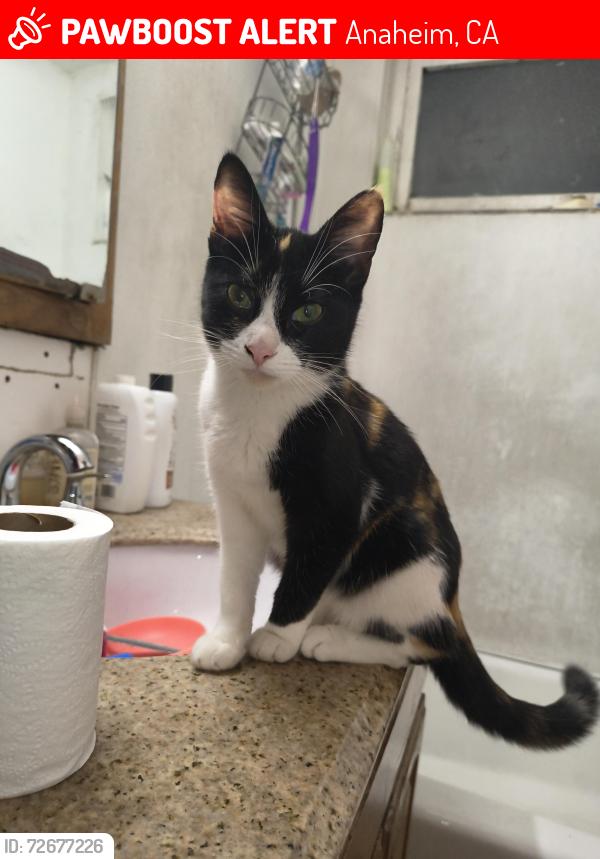 Lost Female Cat last seen La palma & fairview street in anaheim near john marshall park, Anaheim, CA 92801