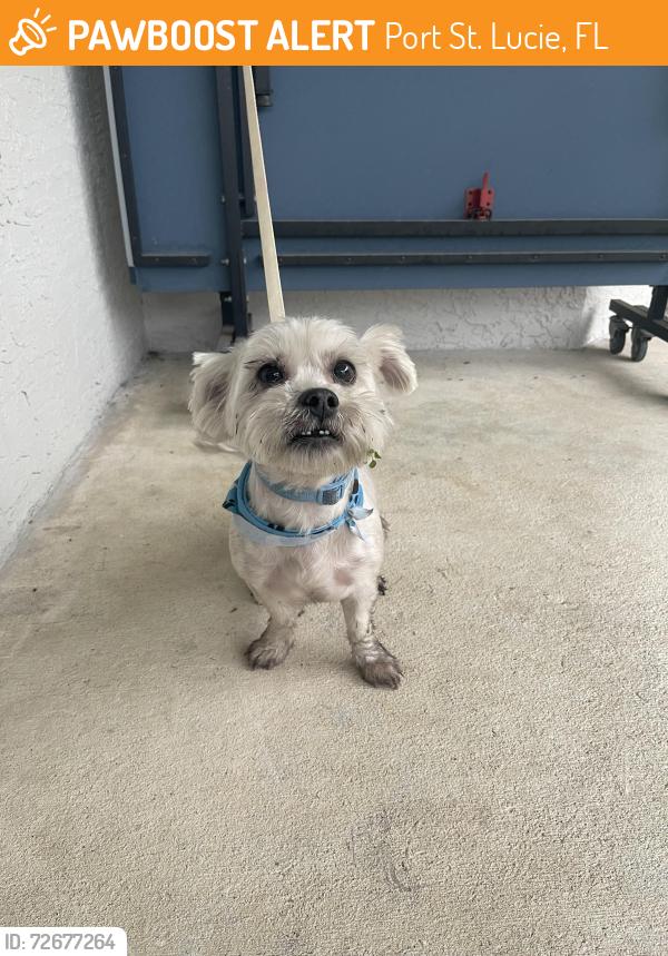 Found/Stray Male Dog last seen sw Alice st port saint lucie , Port St. Lucie, FL 34953