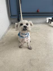 Found/Stray Male Dog last seen sw Alice st port saint lucie , Port St. Lucie, FL 34953