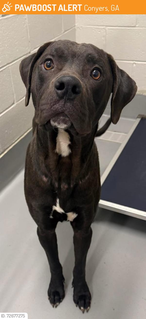 Found/Stray Male Dog last seen Rockdale County Animal Service  1506 Rockbridge Road Conyers, GA 30012, Conyers, GA 30012