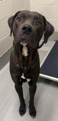 Found/Stray Male Dog last seen Rockdale County Animal Service  1506 Rockbridge Road Conyers, GA 30012, Conyers, GA 30012