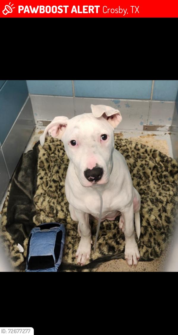 Lost Female Dog last seen Stroker and 2100, Crosby, TX 77532