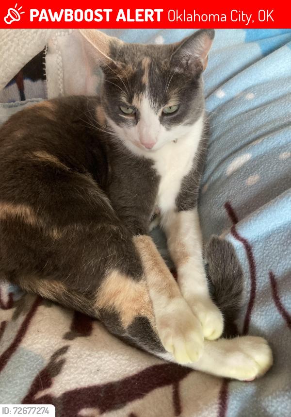 Lost Female Cat last seen NW 69th and Berkl, Oklahoma City, OK 73116