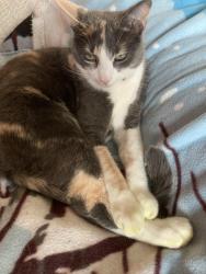 Lost Female Cat last seen NW 69th and Berkl, Oklahoma City, OK 73116