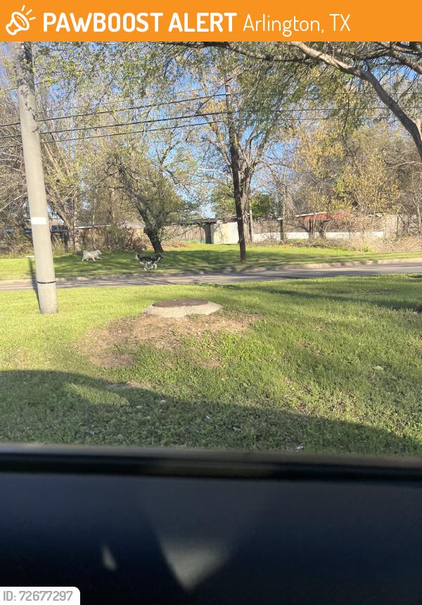 Found/Stray Unknown Dog last seen Phillips And Pioneer, Arlington, TX 76010