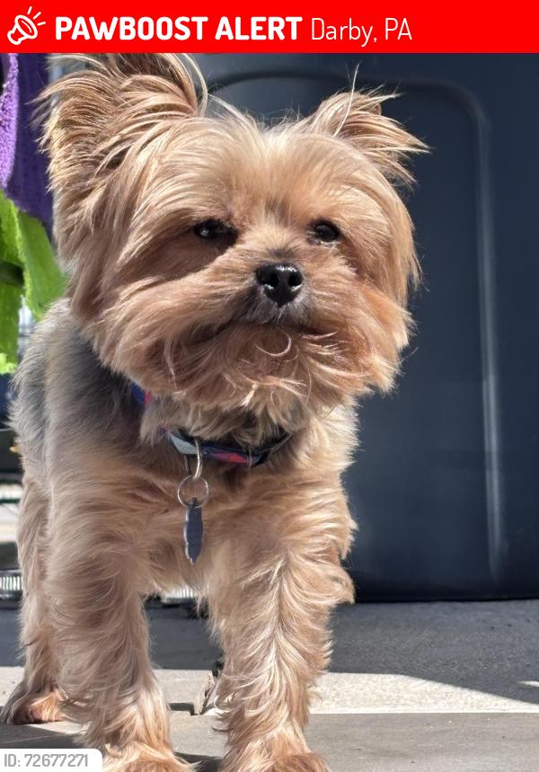 Lost Male Dog last seen Chestnut , Darby, PA 19023