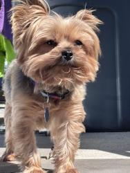 Lost Male Dog last seen Chestnut , Darby, PA 19023