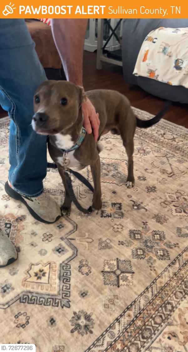 Found/Stray Male Dog last seen Dollar General Weaver Pike , Sullivan County, TN 37618