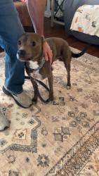 Found/Stray Male Dog last seen Dollar General Weaver Pike , Sullivan County, TN 37618