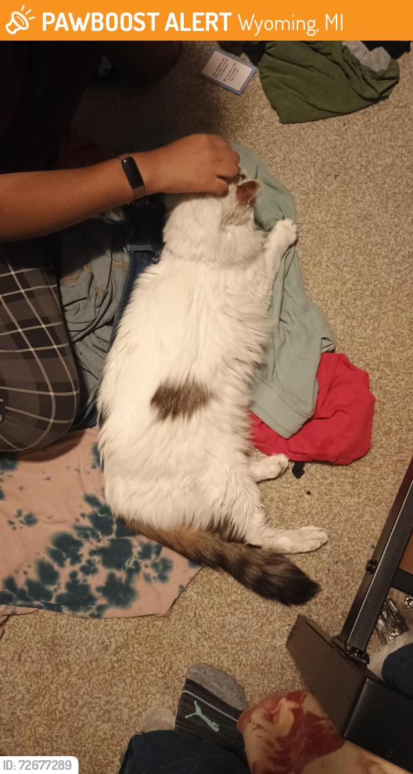 Found/Stray Female Cat last seen 28th and Burlingame , Wyoming, MI 49519