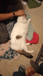 Found/Stray Female Cat last seen 28th and Burlingame , Wyoming, MI 49519