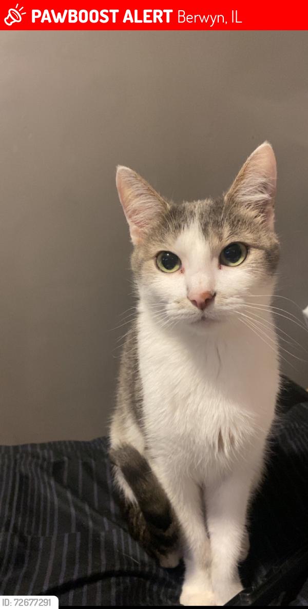 Lost Female Cat last seen Near s Ridgeland avenue Berwyn il 60402, Berwyn, IL 60402
