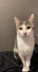 Lost Female Cat last seen Near s Ridgeland avenue Berwyn il 60402, Berwyn, IL 60402