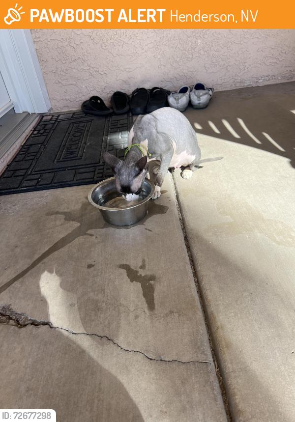 Found/Stray Female Cat last seen Lake Mead Pkwy, Henderson, NV 89011