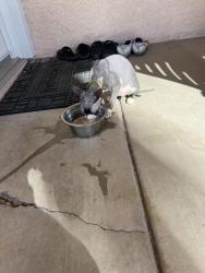 Found/Stray Female Cat last seen Lake Mead Pkwy, Henderson, NV 89011
