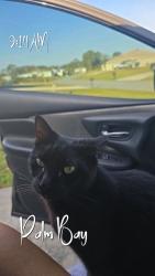 Lost Female Cat last seen Waldo St and Waverly St SE Palm Bay, Palm Bay, FL 32909