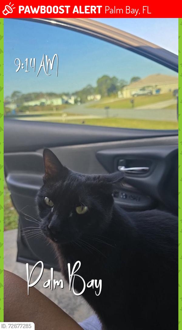 Lost Female Cat last seen Waldo St and Waverly St SE Palm Bay, Palm Bay, FL 32909