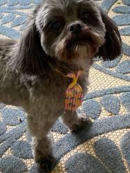 Lost Male Dog last seen skypark drive fort smith, Fort Smith, AR 72903