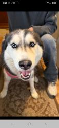 Found/Stray Female Dog last seen Lanvale, Baltimore, MD 21217