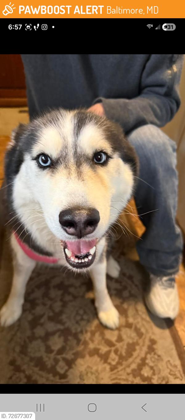 Found/Stray Female Dog last seen Lanvale, Baltimore, MD 21217