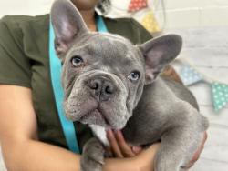 Shelter Stray Male Dog last seen Near BLOCK LOMA LINDA DR, San Bernardino, CA 92401