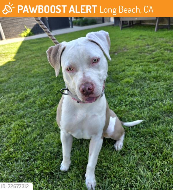 Found/Stray Female Dog last seen Near Delta Ave, Long Beach, CA 90810, Long Beach, CA 90810