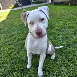 Found/Stray Female Dog last seen Near Delta Ave, Long Beach, CA 90810, Long Beach, CA 90810