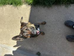 Lost Female Dog last seen Bell, Sacramento, CA 95838