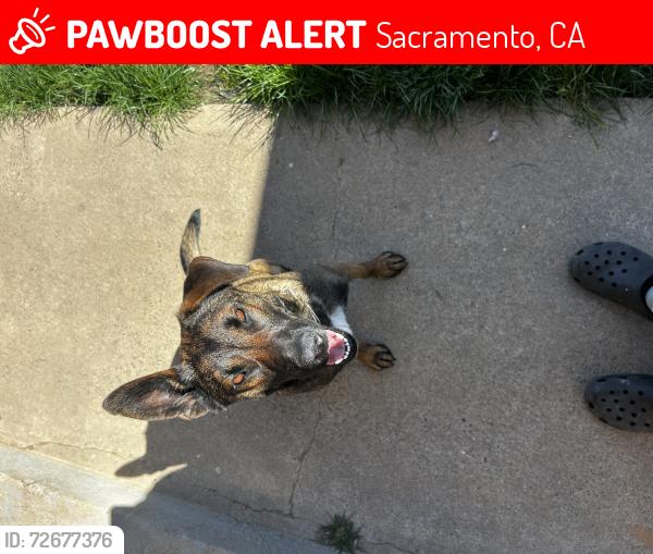 Lost Female Dog last seen Bell, Sacramento, CA 95838