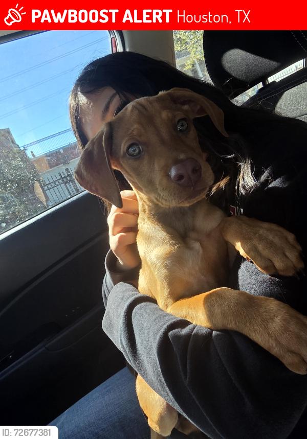 Lost Female Dog last seen 14th street, Houston, TX 77008