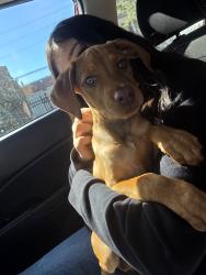Lost Female Dog last seen 14th street, Houston, TX 77008