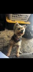 Lost Female Dog last seen casey, New Port Richey, FL 34654