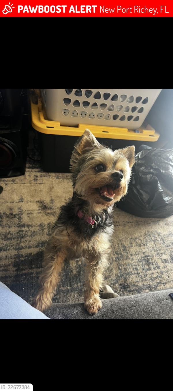 Lost Female Dog last seen casey, New Port Richey, FL 34654