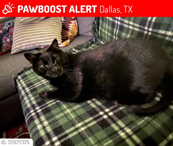 Lost Male Cat last seen Junius and Prairie , Dallas, TX 75246