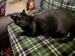 Lost Male Cat last seen Junius and Prairie , Dallas, TX 75246