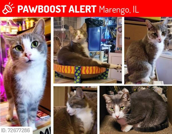 Lost Female Cat last seen Lehman's Lakeside RV Resort, Site 48B, Marengo, IL 60152