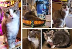 Lost Female Cat last seen Lehman's Lakeside RV Resort, Site 48B, Marengo, IL 60152