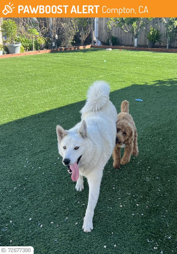 Found/Stray Male Dog last seen Compton/central, Compton, CA 90220