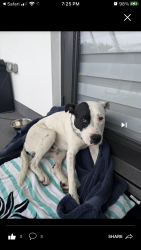 Found/Stray Unknown Dog last seen Palmetto Bay, Palmetto Bay, FL 33157