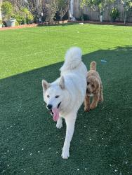 Found/Stray Male Dog last seen Compton/central, Compton, CA 90220