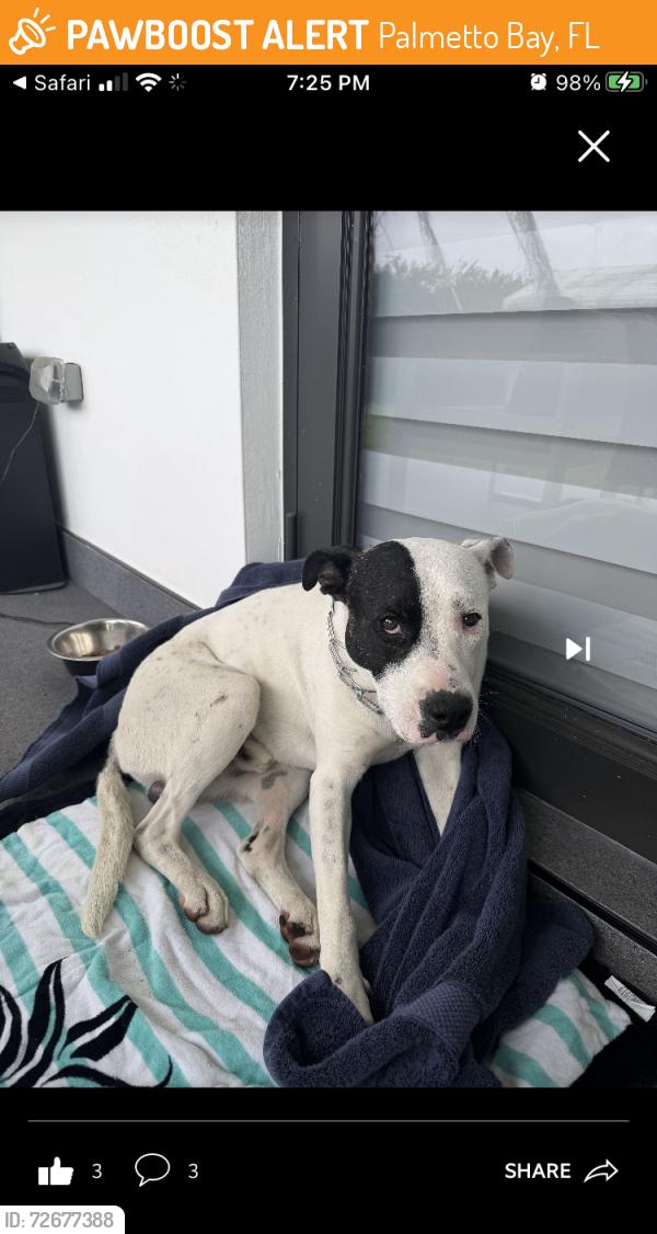 Found/Stray Unknown Dog last seen Palmetto Bay, Palmetto Bay, FL 33157